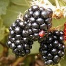 New Arrival 100 BLACKBERRY Fruit Bush Rubus Allegheniensis Seeds New Arrival 100 BLACKBERRY Fruit Bush Rubus Allegheniensis Seeds