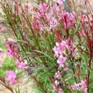 Exclusive 100 Pink GAURA WHIRLING BUTTERFLIES Gaura Biennis Flower Seeds Exclusive 100 Pink GAURA WHIRLING BUTTERFLIES Gaura Biennis Flower Seeds