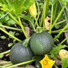 Exclusive 50 ROUND ZUCCHINI Summer SQUASH Cucurbita Pepo Vegetable Seeds