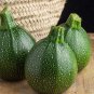 Exclusive 50 ROUND ZUCCHINI Summer SQUASH Cucurbita Pepo Vegetable Seeds