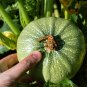 Exclusive 50 ROUND ZUCCHINI Summer SQUASH Cucurbita Pepo Vegetable Seeds
