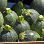Exclusive 50 ROUND ZUCCHINI Summer SQUASH Cucurbita Pepo Vegetable Seeds
