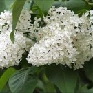 Top-Quality 20 WHITE TREE LILAC Hummingbird Flower Fragrant Peking Syringa Pekinensis Seeds Top-Quality 20 WHITE TREE LILAC Hummingbird Flower Fragrant Peking Syringa Pekinensis Seeds
