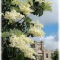 Top-Quality 20 WHITE TREE LILAC Hummingbird Flower Fragrant Peking Syringa Pekinensis Seeds