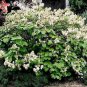 Top-Quality 20 WHITE TREE LILAC Hummingbird Flower Fragrant Peking Syringa Pekinensis Seeds