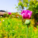 Best-Selling 200 AFGHAN RESELECTED Blue POPPY Mixed Colors Papaver Pink Purple Flower Seeds