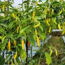 Best-Selling 50 GOLDEN CAYENNE PEPPER Yellow Capsicum Annuum Vegetable Seeds Best-Selling 50 GOLDEN CAYENNE PEPPER Yellow Capsicum Annuum Vegetable Seeds