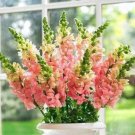 New Arrival 2000 PINK SNAPDRAGON Linaria Maroccana Flower Seeds