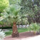 Top-Quality 30 CALIFORNIA FAN PALM Tree Petticoat Arizona Desert Washingtonia Filifera Seeds Top-Quality 30 CALIFORNIA FAN PALM Tree Petticoat Arizona Desert Washingtonia Filifera Seeds