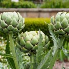 Premium 75 GREEN GLOBE ARTICHOKE Cynara Scolymus Vegetable Seeds Premium 75 GREEN GLOBE ARTICHOKE Cynara Scolymus Vegetable Seeds