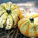 Limited Edition 15 CARNIVAL SQUASH Winter Cucurbita Pepo Vegetable Seeds Limited Edition 15 CARNIVAL SQUASH Winter Cucurbita Pepo Vegetable Seeds