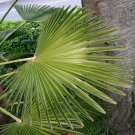 Best-Selling 10 WAGNER WINDMILL PALM Trachycarpus Fortunei Wagnerianus Tree Houseplant Seeds Best-Selling 10 WAGNER WINDMILL PALM Trachycarpus Fortunei Wagnerianus Tree Houseplant Seeds
