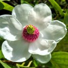 Exclusive 10 OYAMA MAGNOLIA TREE White Pink Flower Pink Pod Sieboldii Siebolds Shrub Seeds Exclusive 10 OYAMA MAGNOLIA TREE White Pink Flower Pink Pod Sieboldii Siebolds Shrub Seeds