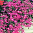 New Arrival 200 MAGENTA PINK LOBELIA Regatta Lobelia Erinus Flower Seeds