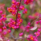 Premium 25 EUROPEAN SPINDLE TREE Euonymus Europaeus Spindletree Pink Orange Shrub Seeds Premium 25 EUROPEAN SPINDLE TREE Euonymus Europaeus Spindletree Pink Orange Shrub Seeds