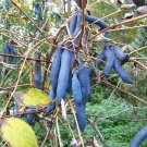 Exclusive 7 BLUE SAUSAGE FRUIT Edible & Ornamental Decaisnea Fargesii Tree Shrub Seeds Exclusive 7 BLUE SAUSAGE FRUIT Edible & Ornamental Decaisnea Fargesii Tree Shrub Seeds