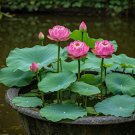 Top-Quality 5 BOWL LOTUS Mixed Colors Dwarf Nelumbo Nucifera Aquatic Flower Seeds Top-Quality 5 BOWL LOTUS Mixed Colors Dwarf Nelumbo Nucifera Aquatic Flower Seeds