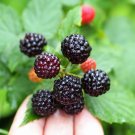 Premium 50 BLACK RASPBERRY Rubus Leucodermis Fruit Bush Vine Seeds