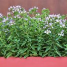 Premium 2000 SWEET MARJORAM Origanum Majorana Herb Flower Seeds Premium 2000 SWEET MARJORAM Origanum Majorana Herb Flower Seeds