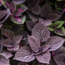 Premium 10 PALISANDRA BLACK COLEUS Giant Exhibition Solenostemon Blue Flower Seeds Premium 10 PALISANDRA BLACK COLEUS Giant Exhibition Solenostemon Blue Flower Seeds