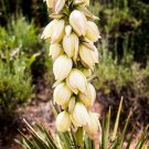 Exclusive 100 YUCCA Glauca (Soapweed, Soapwell, Beargrass, Great Plains Yucca) Flower Seed Exclusive 100 YUCCA Glauca (Soapweed, Soapwell, Beargrass, Great Plains Yucca) Flower Seed