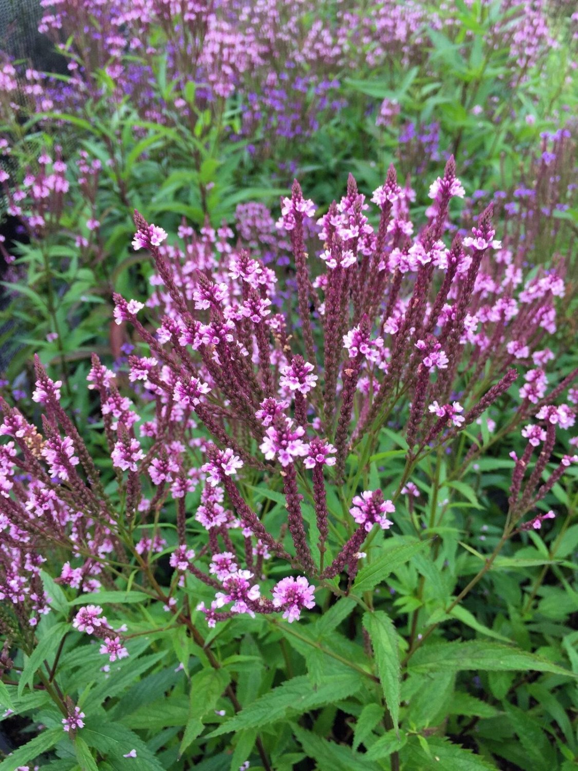 Limited Edition 1000 Pink VERVAIN Verbena Hastata Rosea Flower Seeds