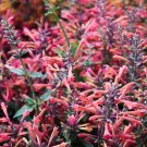 Exclusive 30 MIXED COLORS AGASTACHE Aurantiaca Cana Hummingbird Mint Hyssop Flower Seeds Exclusive 30 MIXED COLORS AGASTACHE Aurantiaca Cana Hummingbird Mint Hyssop Flower Seeds