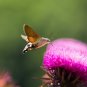 New Arrival 100 ORGANIC Blessed MILK THISTLE Silybum Marianum Hummingbird Purple Flower Seed