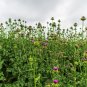 New Arrival 100 ORGANIC Blessed MILK THISTLE Silybum Marianum Hummingbird Purple Flower Seed