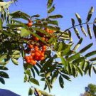 Premium 20 ASH TREE Mountain / Amur / Rowan - Sorbus Aucuparia Seeds Premium 20 ASH TREE Mountain / Amur / Rowan - Sorbus Aucuparia Seeds