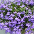 Top-Quality 200 LILAC Purple LOBELIA REGATTA Lobelia Erinus Flower Seeds