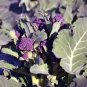 Limited Edition 200 PURPLE SPROUTING BROCCOLI Brassica Oleracea Vegetable Seeds