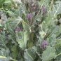Limited Edition 200 PURPLE SPROUTING BROCCOLI Brassica Oleracea Vegetable Seeds