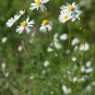 Top-Quality 1000 GERMAN CHAMOMILE Matricaria Recutita Chamomilla Herb Flower Seeds