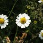 Top-Quality 1000 GERMAN CHAMOMILE Matricaria Recutita Chamomilla Herb Flower Seeds