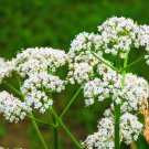 Exclusive 500 WHITE ANISE Pimpinella Anisum HERB Flower Seeds Exclusive 500 WHITE ANISE Pimpinella Anisum HERB Flower Seeds