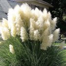 Limited Edition 200 WHITE PAMPAS GRASS Cortaderia Selloana Ornamental Flower Seeds