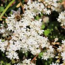Premium 50 OKTOBERFEST SEDUM Acre Gold Moss Stonecrop Groundcover White Flower Seeds Premium 50 OKTOBERFEST SEDUM Acre Gold Moss Stonecrop Groundcover White Flower Seeds