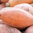Limited Edition 25 Jumbo PINK BANANA SQUASH Perilla Frutescens Heirloom Winter Vegetable Seeds