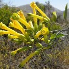 Premium 250 TREE TOBACCO Nicotiana Glauca Yellow Trumpet Flower Herb Shrub Seeds Premium 250 TREE TOBACCO Nicotiana Glauca Yellow Trumpet Flower Herb Shrub Seeds