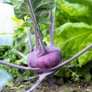 Exclusive 2000 PURPLE VIENNA KOHLRABI Brassica Oleracea Gongylodes Vegetable Seeds Exclusive 2000 PURPLE VIENNA KOHLRABI Brassica Oleracea Gongylodes Vegetable Seeds