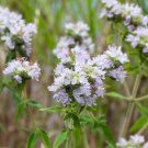 Best-Selling 400 HAIRY MOUNTAIN MINT Pycnanthemum Pilosum Herb Flower Seeds Best-Selling 400 HAIRY MOUNTAIN MINT Pycnanthemum Pilosum Herb Flower Seeds