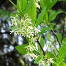 New Arrival 15 INDIAN PLUM Osoberry Oregon Oso Berry Oemleria Cerasiformis Fruit Shrub Seeds New Arrival 15 INDIAN PLUM Osoberry Oregon Oso Berry Oemleria Cerasiformis Fruit Shrub Seeds
