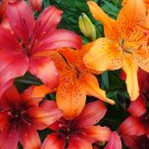 Best-Selling 15 WESTERN HYBRIDS LILY Tiger Leopard Lemon Alpine Color Mix Lilium Flower Seeds Best-Selling 15 WESTERN HYBRIDS LILY Tiger Leopard Lemon Alpine Color Mix Lilium Flower Seeds