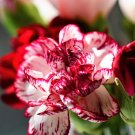 Top-Quality 100 RAINBOW CARNATION Mix Mixed Colors Dianthus Caryophyllus Flower Seeds