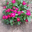 Top-Quality 100 Pink DWARF ROSE PERIWINKLE / Vinca Rosea Flower Seeds Top-Quality 100 Pink DWARF ROSE PERIWINKLE / Vinca Rosea Flower Seeds