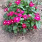 Top-Quality 100 Pink DWARF ROSE PERIWINKLE / Vinca Rosea Flower Seeds