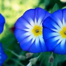 New Arrival 40 Dwarf BLUE FLASH MORNING GLORY Convolvulus Tricolor Violet Blue White & Yello