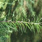 Premium 25 JAPANESE LARCH TREE Conifer Pine Cones Bonsai Larix Kaempferi Seeds