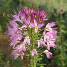 Limited Edition 200 ROSE QUEEN CLEOME Hassleriana Cleome Spinosa Pink Spider Flower Seeds Limited Edition 200 ROSE QUEEN CLEOME Hassleriana Cleome Spinosa Pink Spider Flower Seeds